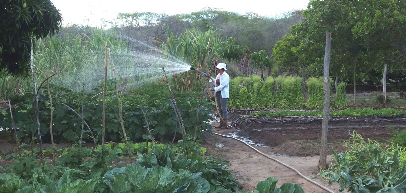 garden watering plants