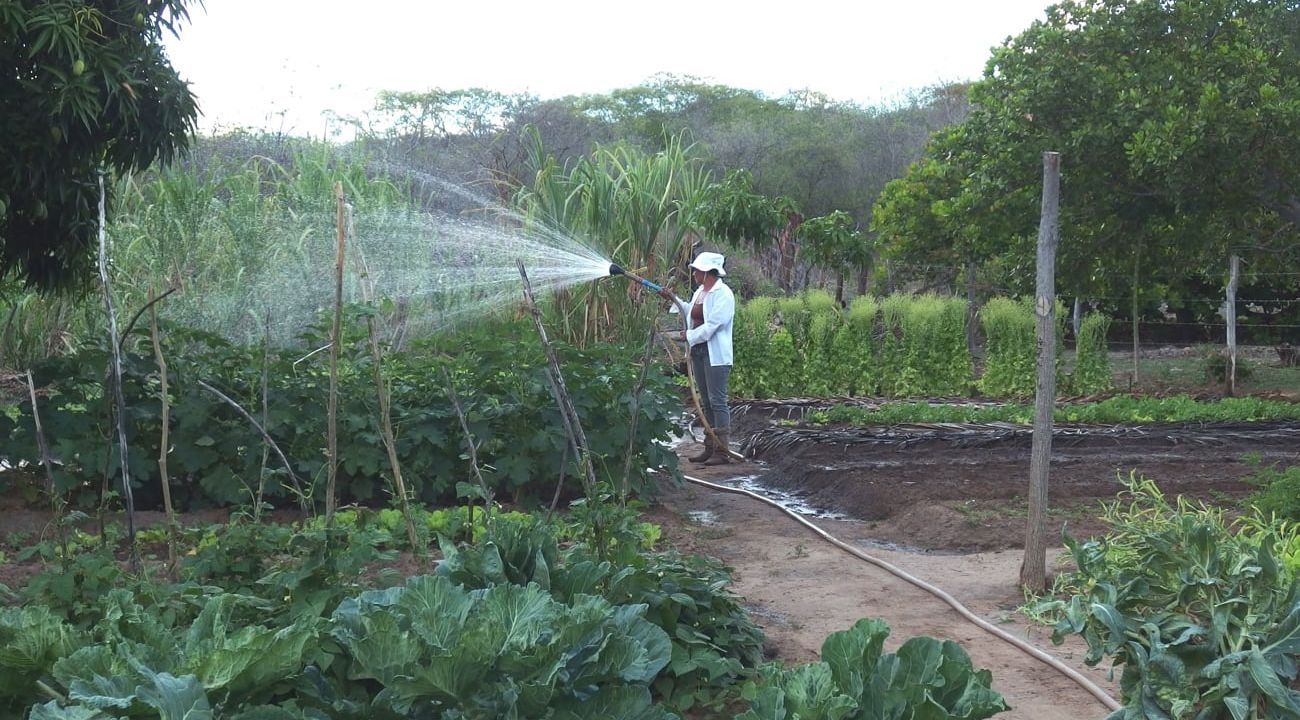 garden watering planter